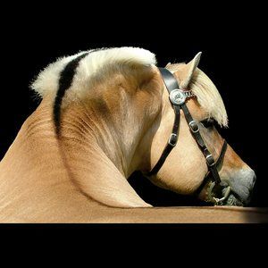 Meet your Posher, Joyce